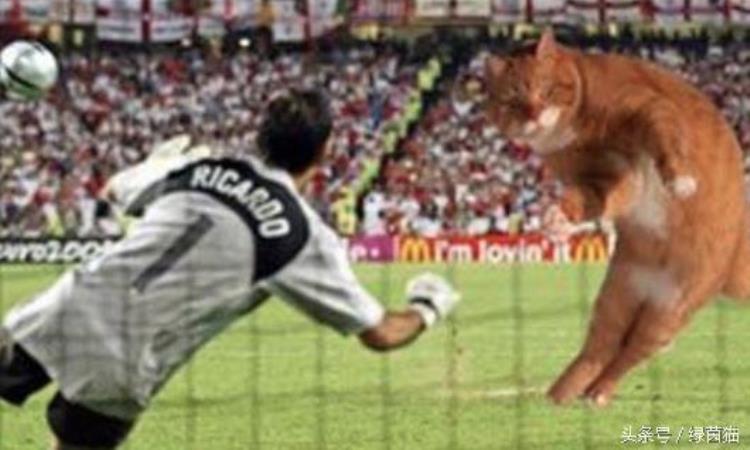 获得足球冠军的猫「萌爆了史上最红的猫加入足球赛场能力值爆表梅罗甘居幕后」