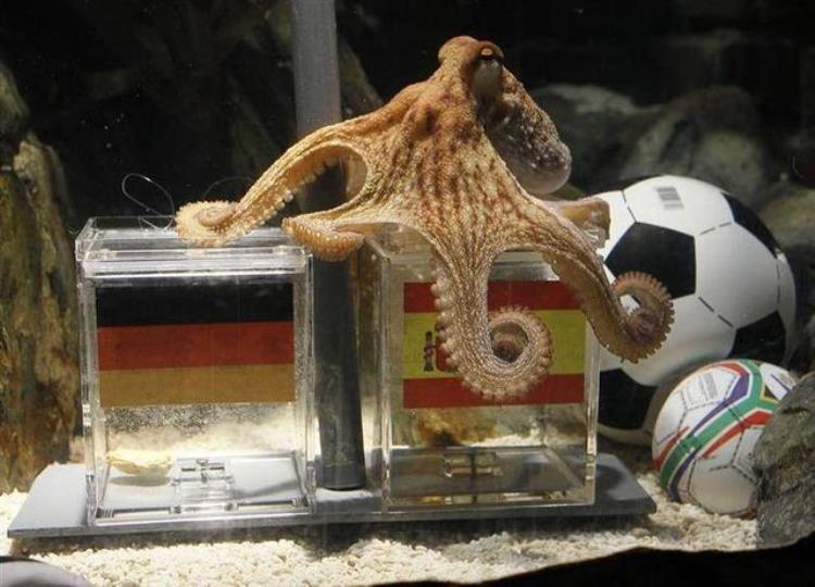 南非世界杯期间成功预测战况而出名的章鱼「南非世界杯预测之神真正的大英帝星章鱼保罗」