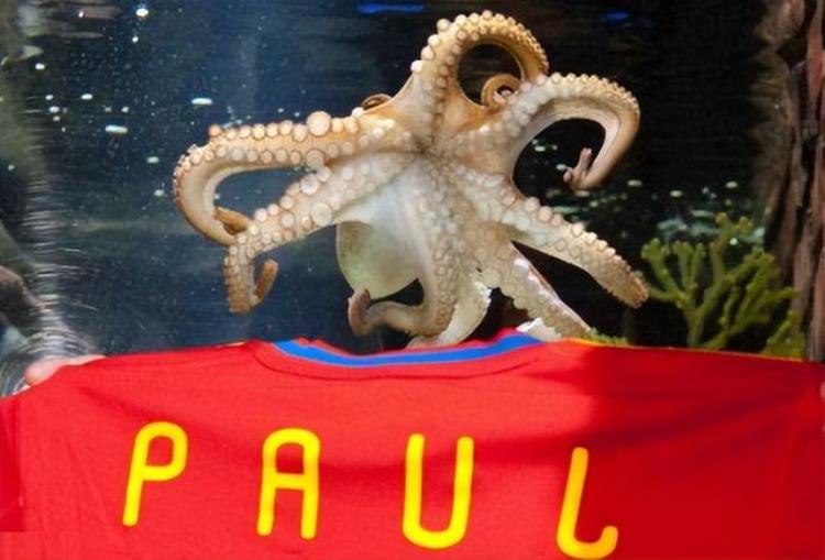 南非世界杯期间成功预测战况而出名的章鱼「南非世界杯预测之神真正的大英帝星章鱼保罗」