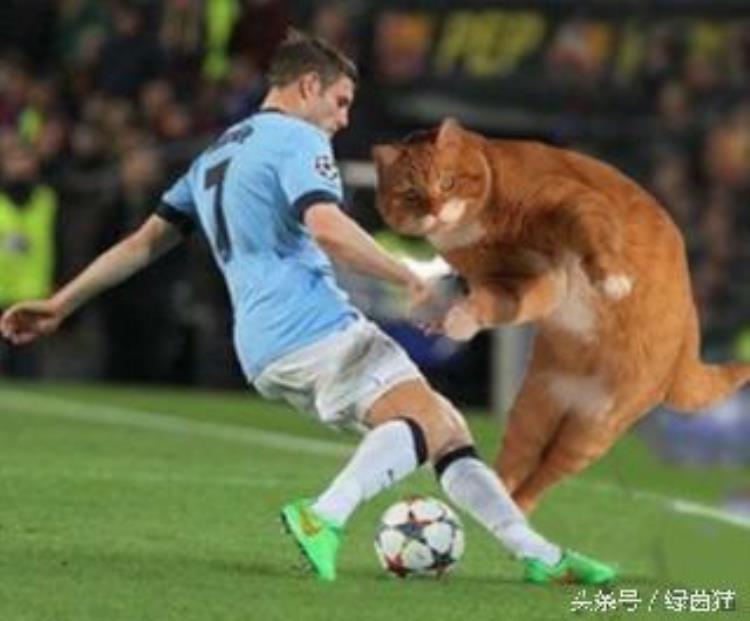 获得足球冠军的猫「萌爆了史上最红的猫加入足球赛场能力值爆表梅罗甘居幕后」