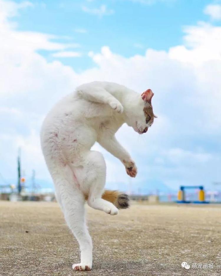 猫会守门吗「假如猫咪在世界杯上当守门员瞧这些敏捷的姿势」