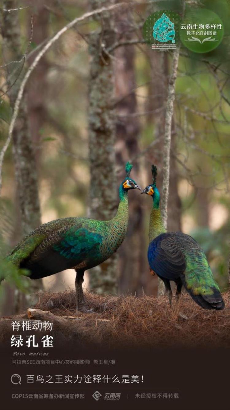 云南生物多样性数字化百科图谱绿孔雀百鸟之王实力诠释什么是美