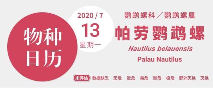 有几只触手「拥有94条触手它才是触手系的老祖宗」