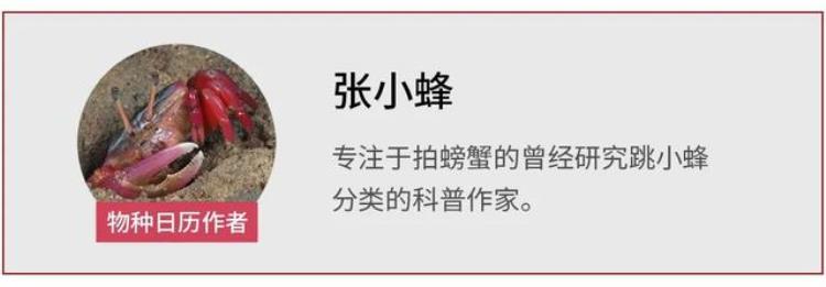 有几只触手「拥有94条触手它才是触手系的老祖宗」