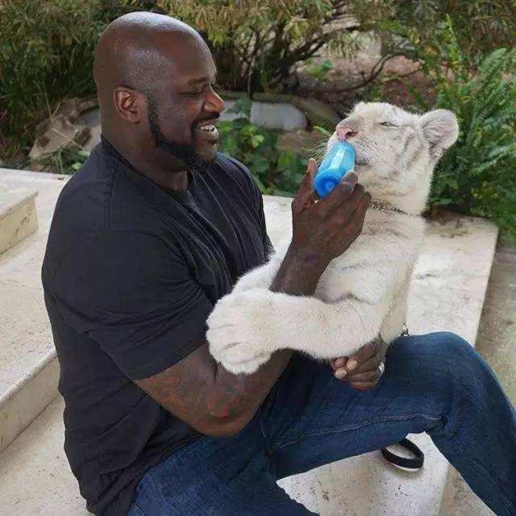 NBA球员都养什么宠物汤神的小狗还出球鞋拉塞尔养了一只猎豹