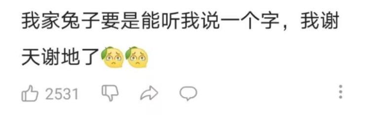 世界杯的兔子「火遍欧洲33年的兔子奥运会萌就完事儿了」