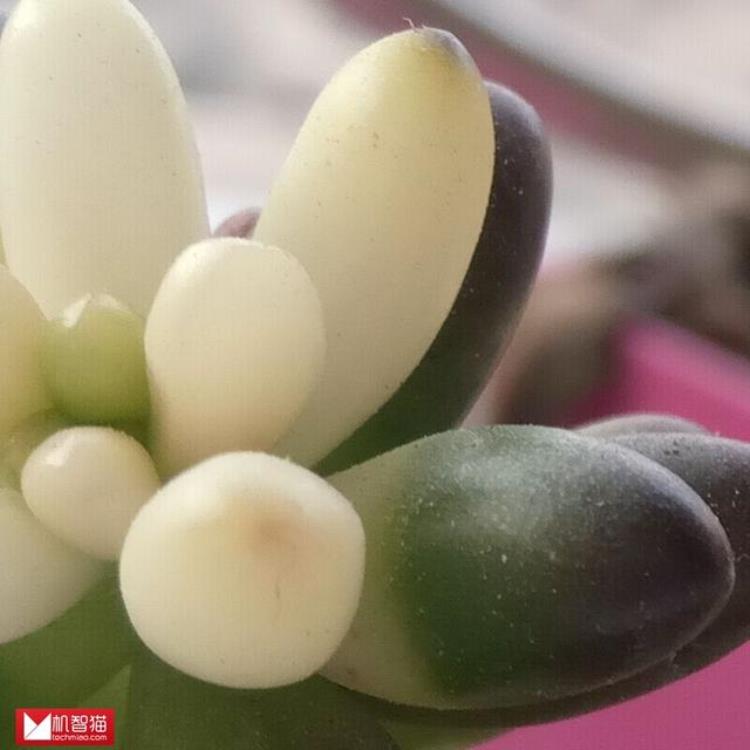 乐视2百度百科「电脑报首发评测乐视乐2这个杀手不太冷」