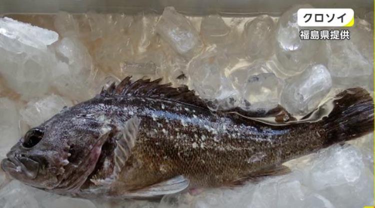 中国奥运运动员吃日本福岛食品「日本福岛食物上奥运各国运动员被迫吃核食背后目的不简单」