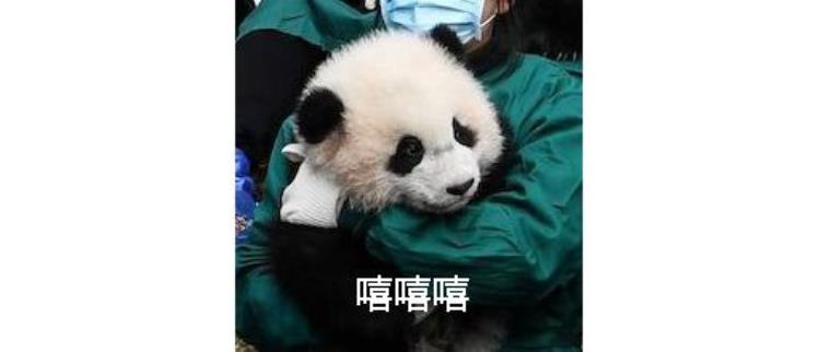 北京2022冬奥会吉祥物冰墩墩以熊猫为原型,冬奥会吉祥物为啥是熊猫
