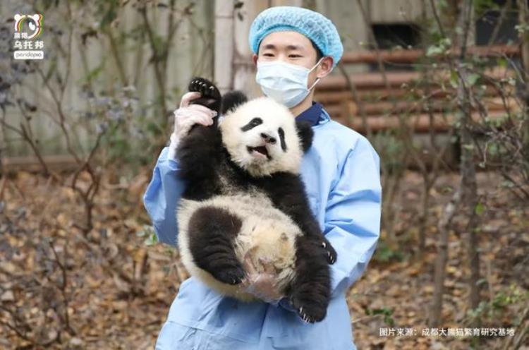 奥运会 熊猫「大熊猫和奥运会有啥关系他们也参赛了」