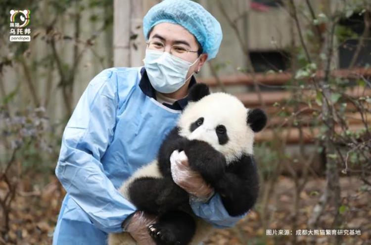奥运会 熊猫「大熊猫和奥运会有啥关系他们也参赛了」