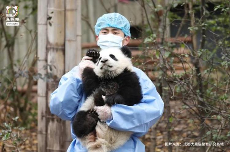 奥运会 熊猫「大熊猫和奥运会有啥关系他们也参赛了」