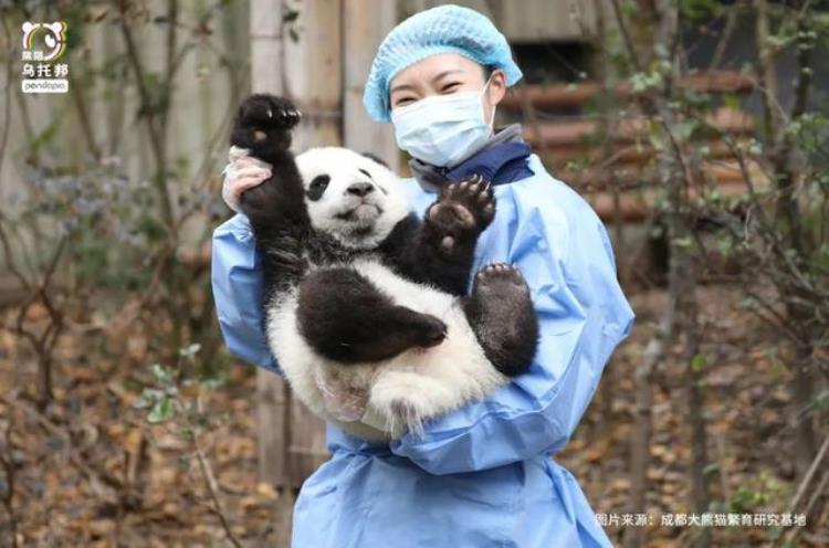 奥运会 熊猫「大熊猫和奥运会有啥关系他们也参赛了」