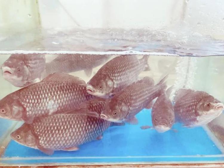 老胡同里的菜市场不仅物美价廉新鲜丰富还藏着冰墩墩