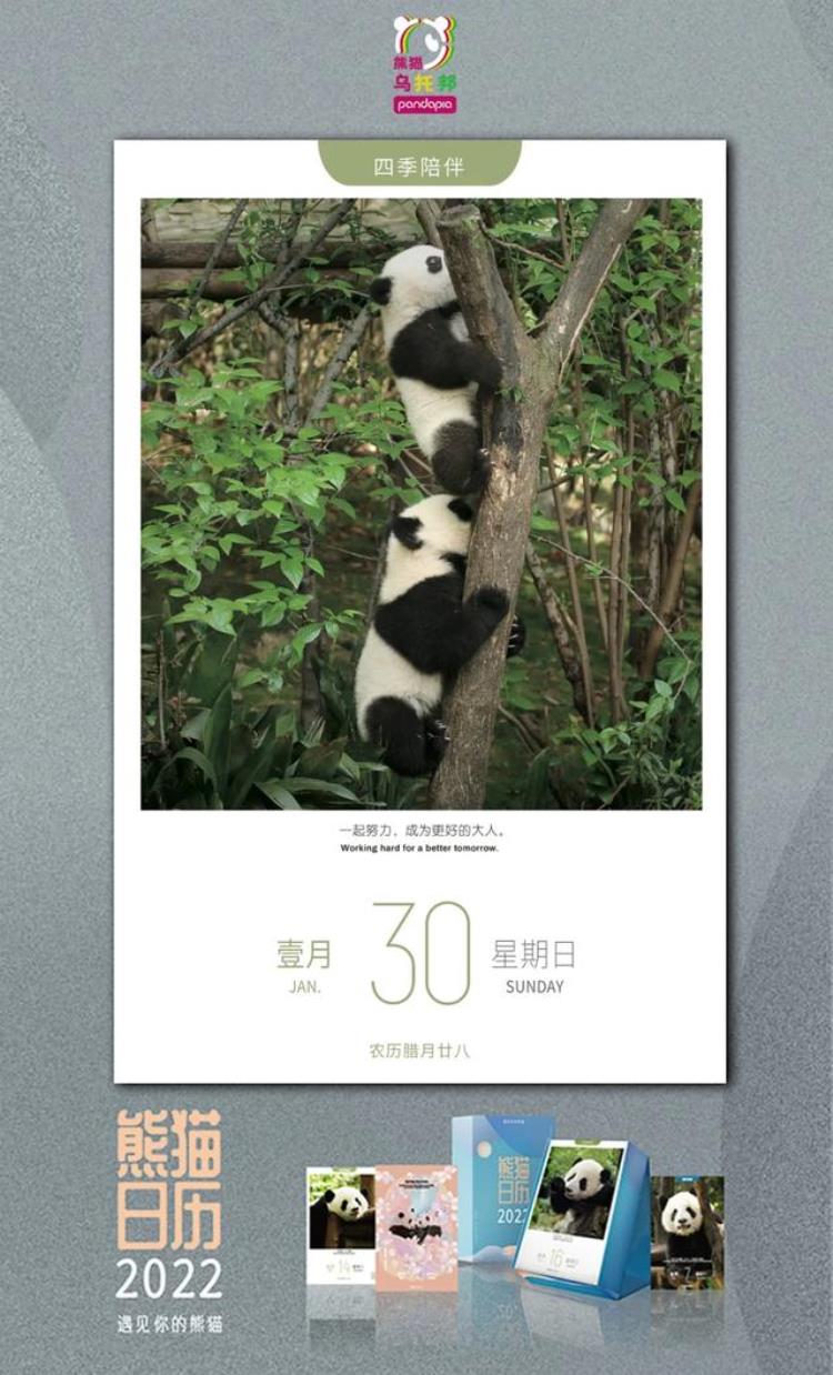 奥运会 熊猫「大熊猫和奥运会有啥关系他们也参赛了」