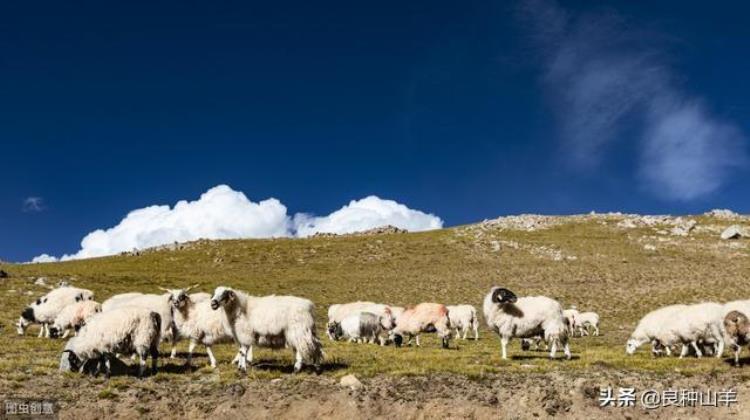 日常怎么预防羊布氏杆菌病「怎么防治羊发生布氏杆菌病养羊人为什么会感染布氏杆菌病」