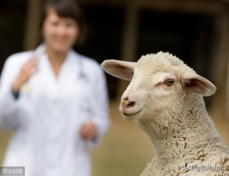 日常怎么预防羊布氏杆菌病「怎么防治羊发生布氏杆菌病养羊人为什么会感染布氏杆菌病」