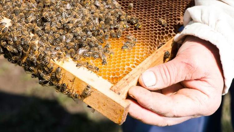 蜜蜂什么时候需要喂食「蜜蜂在什么时候需要我们饲喂该选择什么东西来喂蜂」