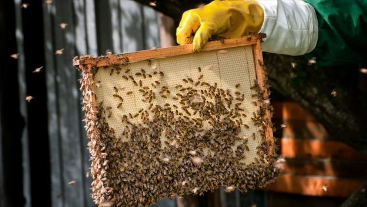 蜜蜂什么时候需要喂食「蜜蜂在什么时候需要我们饲喂该选择什么东西来喂蜂」