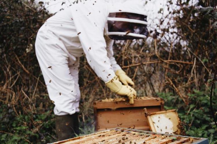 蜜蜂什么时候需要喂食「蜜蜂在什么时候需要我们饲喂该选择什么东西来喂蜂」