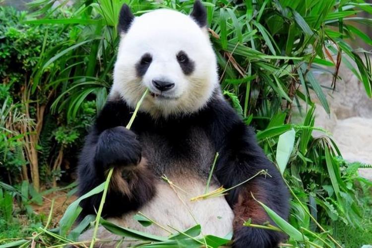 世界杯上的中国制造义乌万达熊猫基建唯独国足缺席