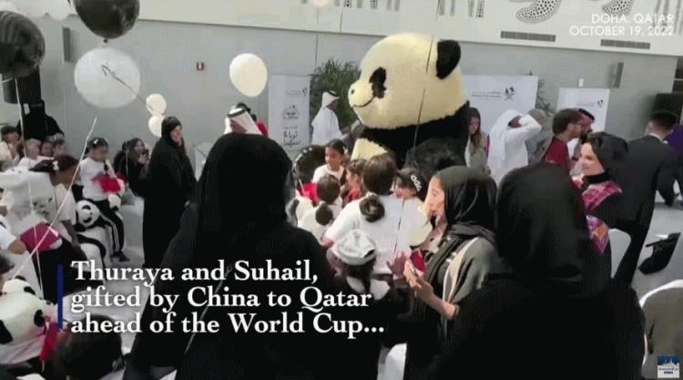 中国去卡塔尔打工「暴赚300亿征服卡塔尔最牛打工队这次给中国争了口气」