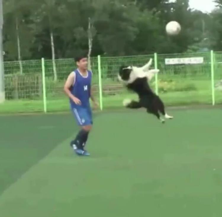 边牧喜欢玩球吗「边牧犬喜欢玩足球运动场上健步如飞」
