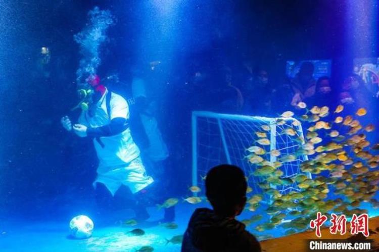 卡塔尔世界杯正酣南京海底世界上演趣味水下足球赛