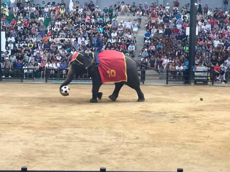 我去泰国旅游观看了一场有趣的大象表演