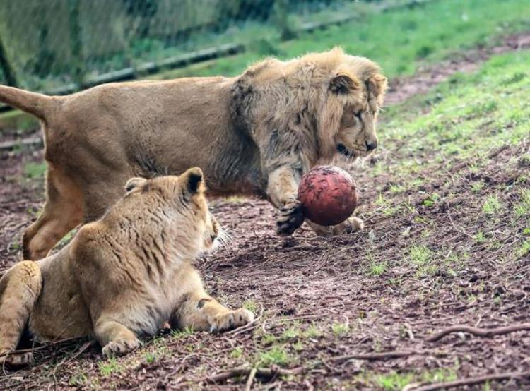 关于足球的动物「世界足球日晒晒小动物们的精湛球技哪个是你心目中的球王」