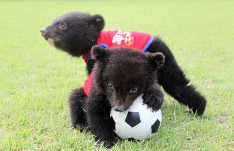 关于足球的动物「世界足球日晒晒小动物们的精湛球技哪个是你心目中的球王」