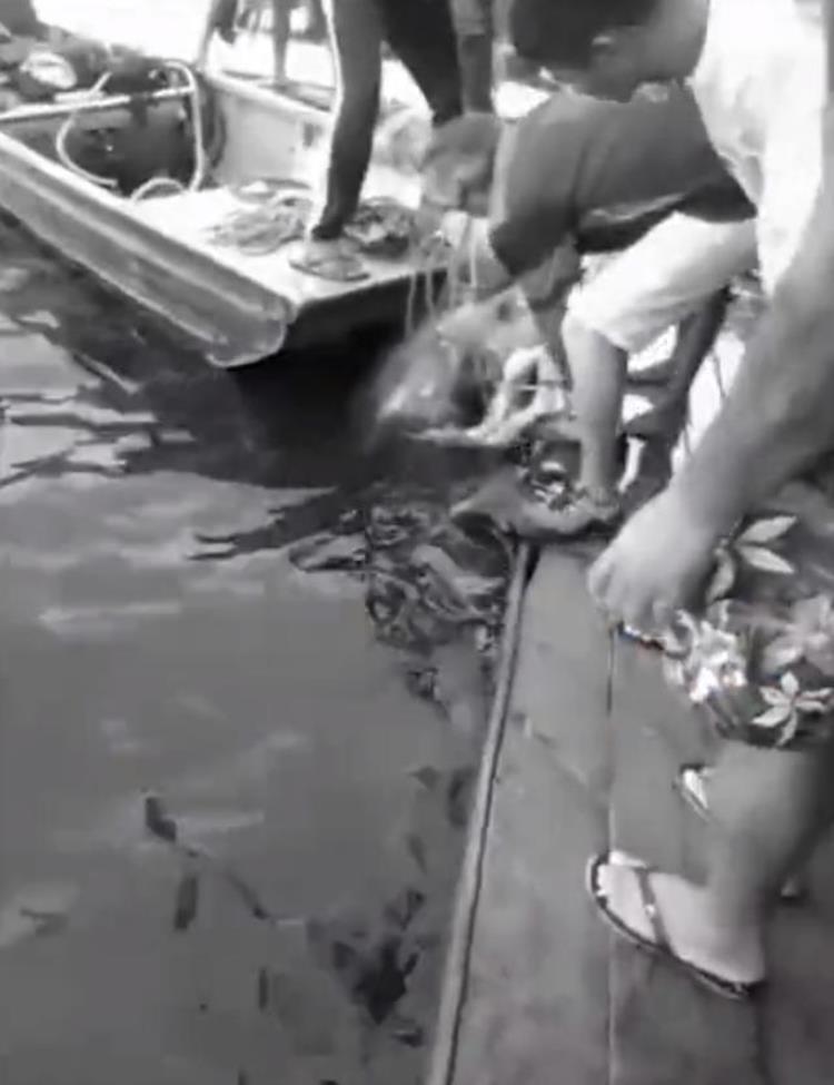 21岁巴西球员跳河捞起只剩一堆白骨食人鱼有多可怕没天敌